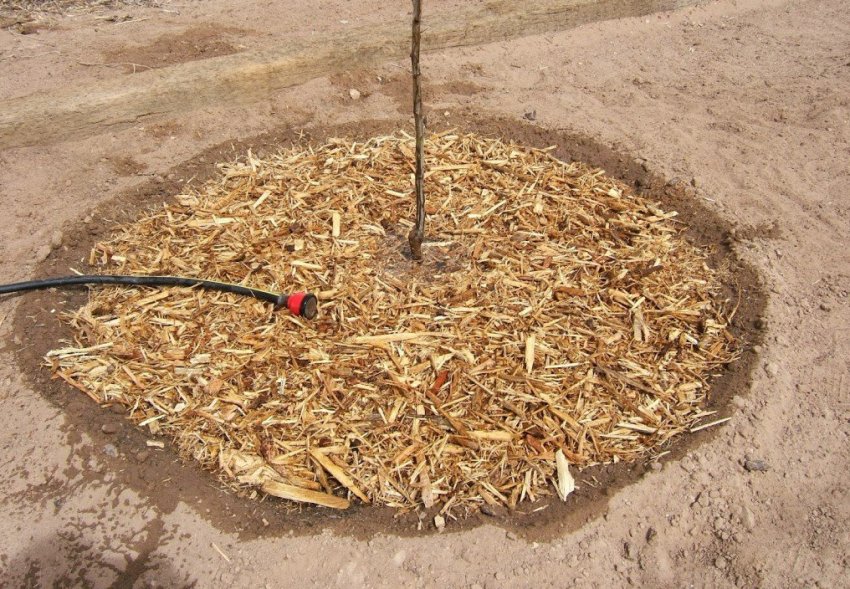 Полив і мульчування грушевого саджанця