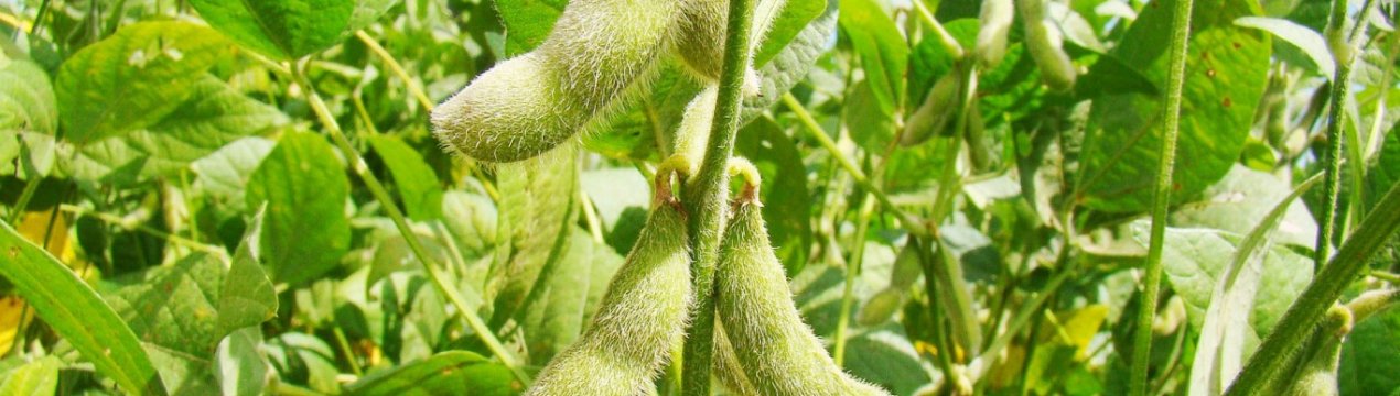 Аргентина дозволила використовувати китайський трансгенний ознака сої