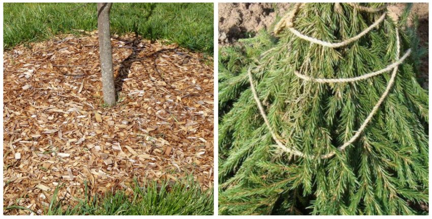 Підготовка груші до зими