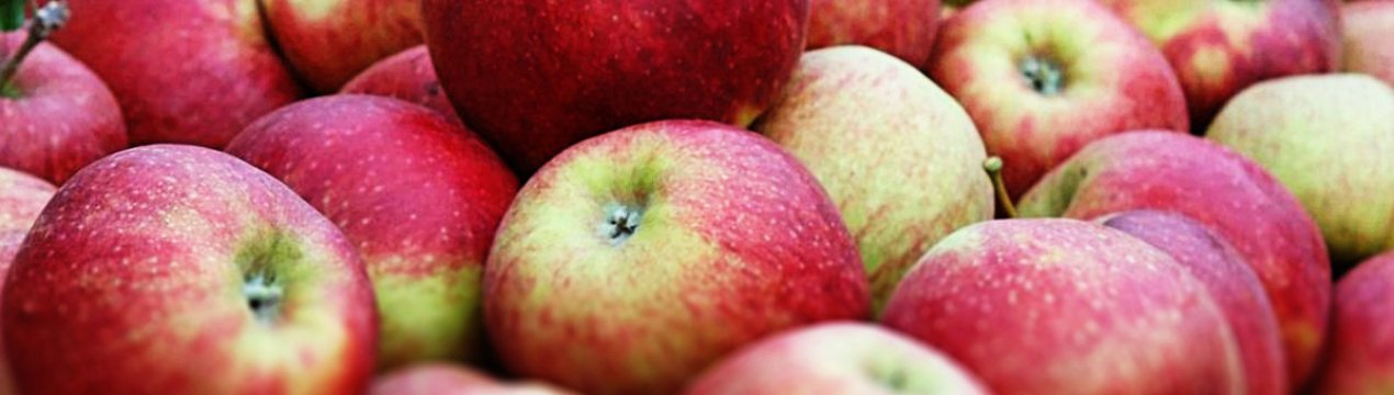 Особливості вирощування та догляду за яблунею Джонагоред