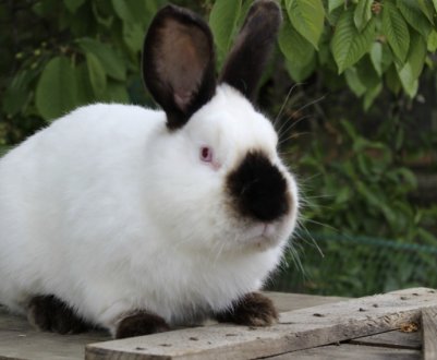 Глисти у кроликів: причина появи, симптоми, лікування та профілактика