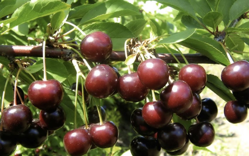 Вишня сорту Тамарис