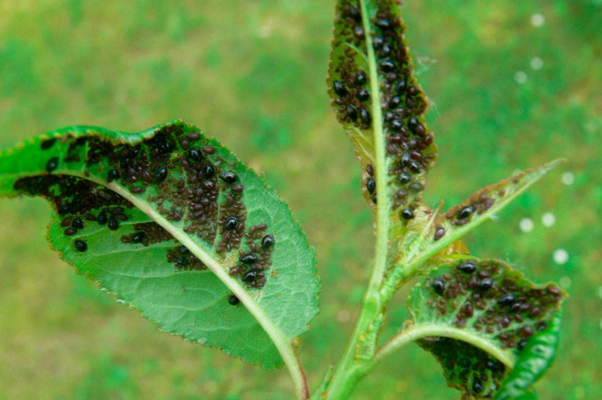 Попелиця на яблуні