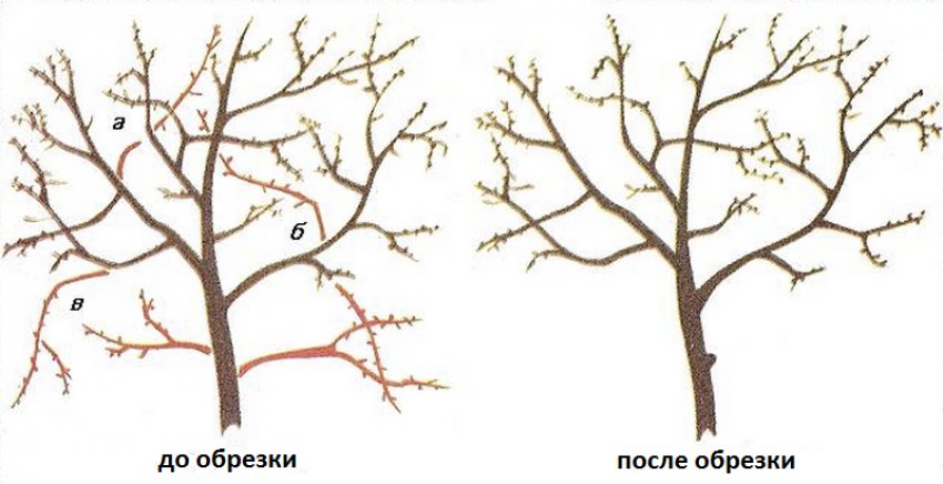 Обрізка крони вишні