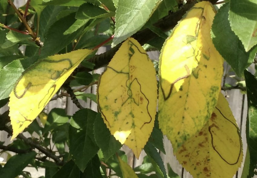 Хлороз листя вишні