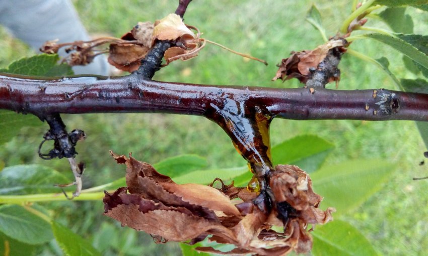 Моніліоз на вишні