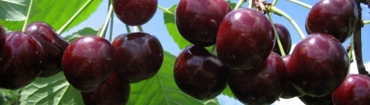 Особливості сорту вишні Тамарис