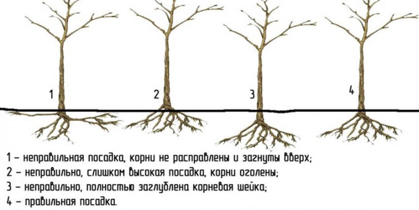 Як правильно садити Як правильно садити