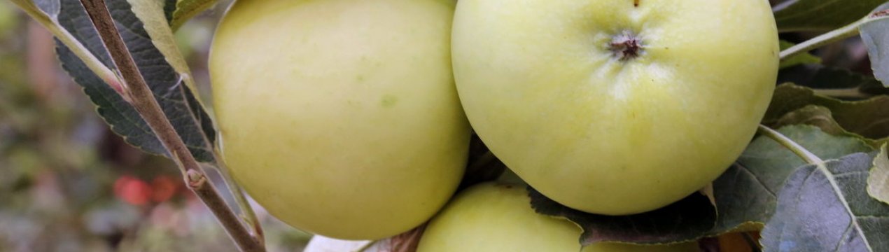 Характеристика та особливості вирощування яблуні сорту Перемога