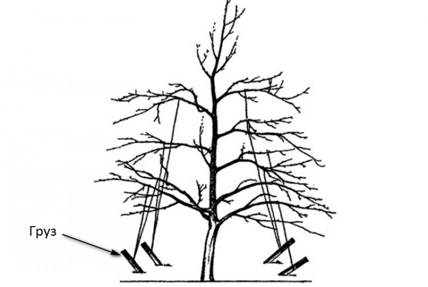 Як відгинати гілки у яблуні Як відгинати гілки у яблуні