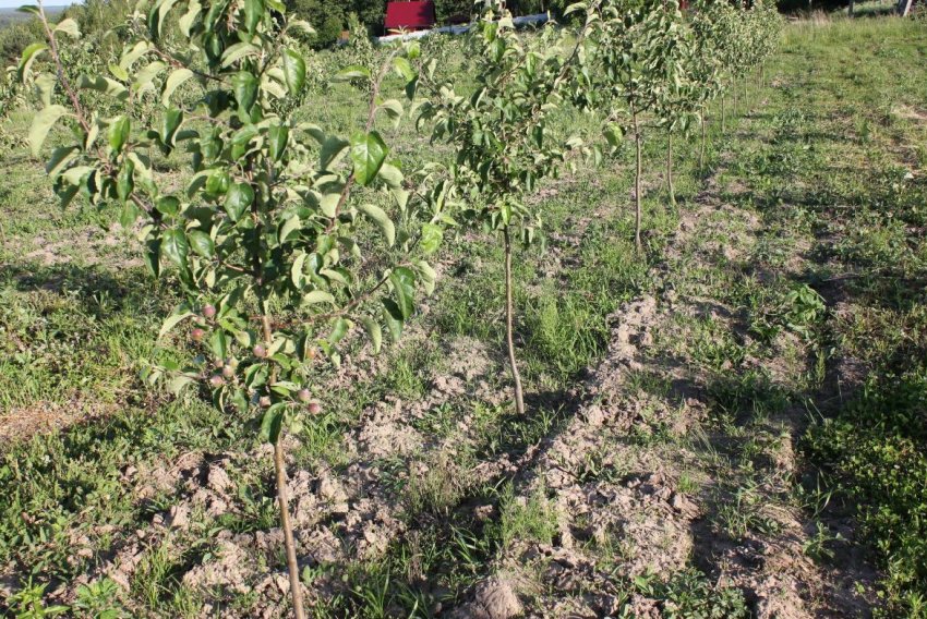 Ділянка для вирощування яблуні Ділянка для вирощування яблуні