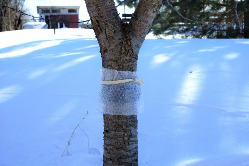 Ловчий пояс на дереві Ловчий пояс на дереві
