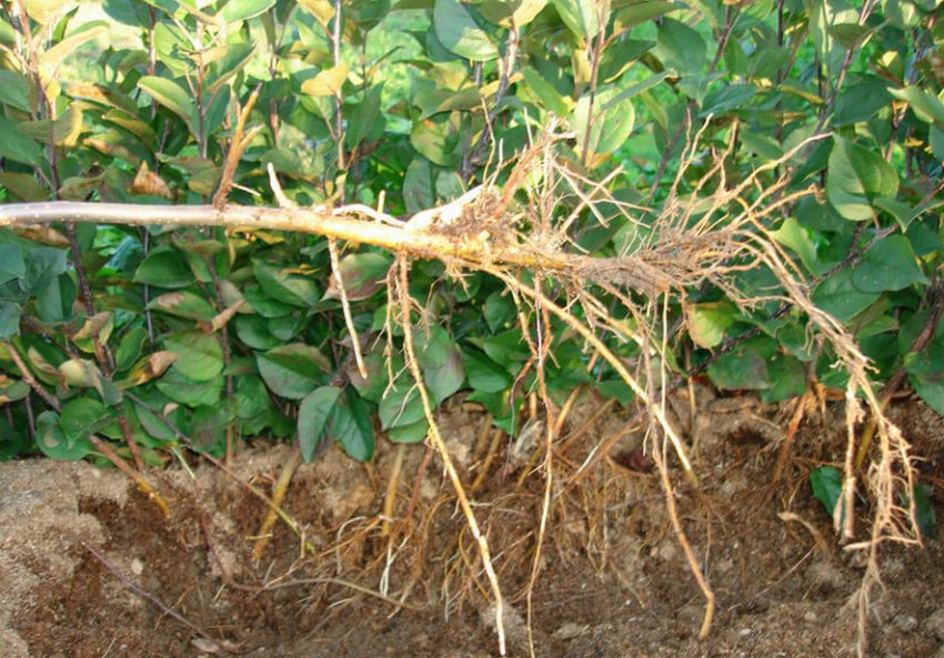 Саджанець яблуні Саджанець яблуні