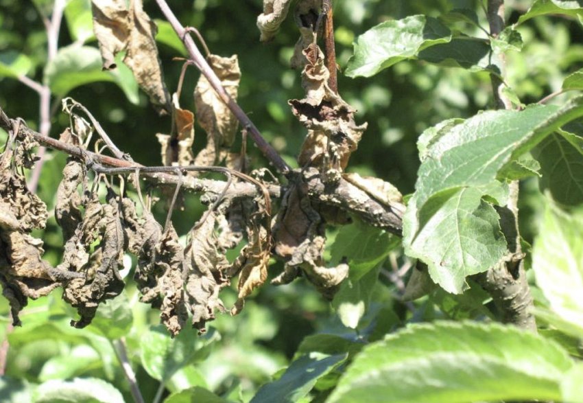 Моніліоз на яблуні Моніліоз на яблуні