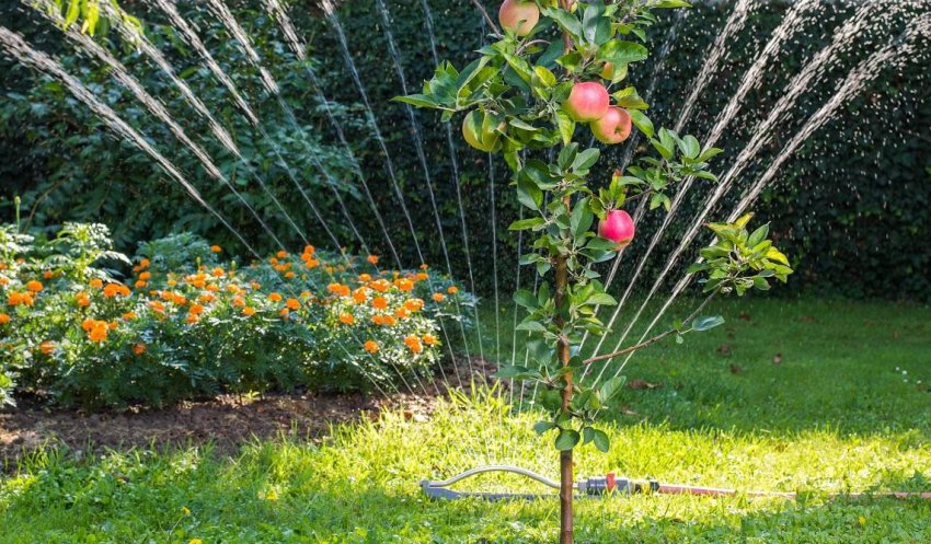 Полив яблуні Полив яблуні