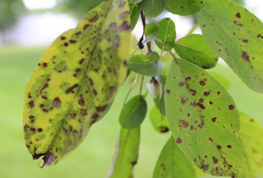 Парша на листках яблуні Парша на листках яблуні