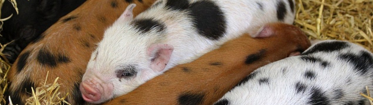 У Житомирській області з'явиться потужний свинокомплекс на 24 тис. голів