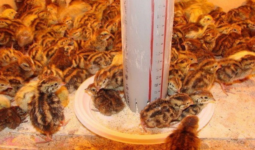 Кормление индюшат