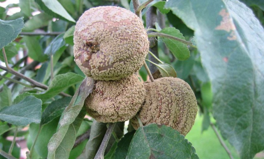 Моніліоз яблуні Моніліоз яблуні