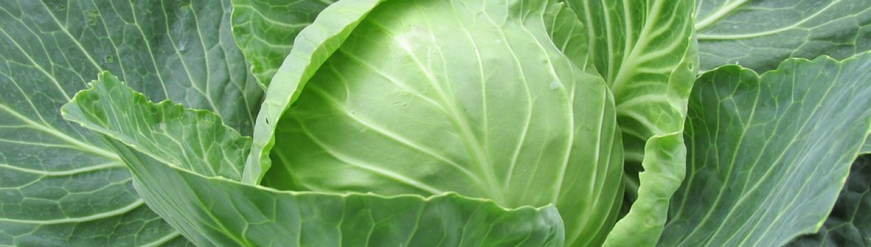 Рання капуста в Україні з'явиться вже в кінці березня
