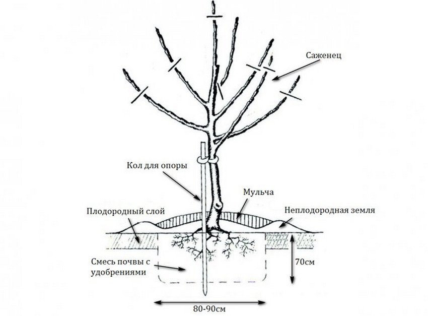Схема посадки саджанці яблуні