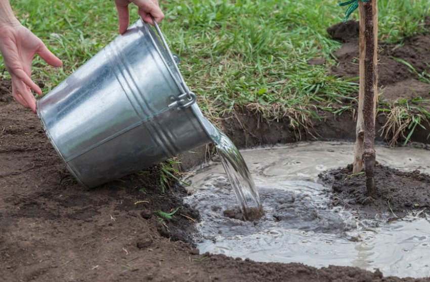 Полив яблуні