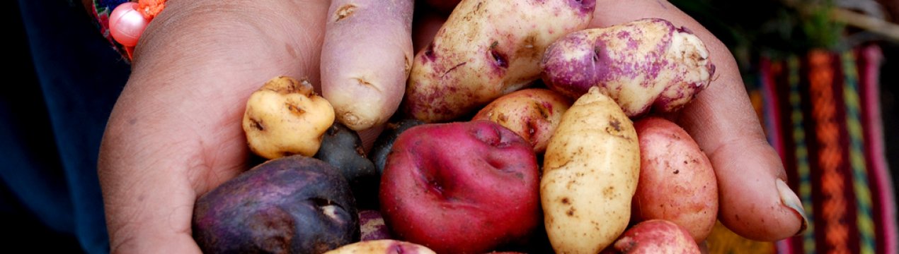 В індійській Бенгалії затяжною зливою знищено майже весь урожай картоплі