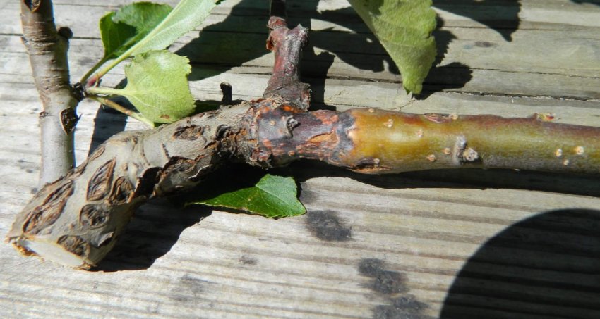 Європейський рак яблуні