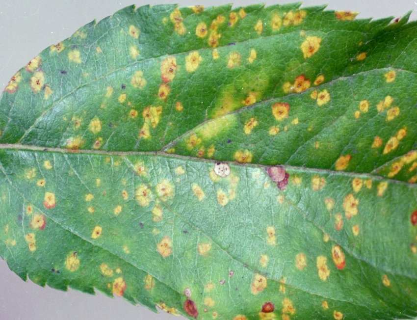 Іржа на листі яблуні