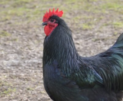 Московська чорна порода курей: характеристика і опис, особливості змісту