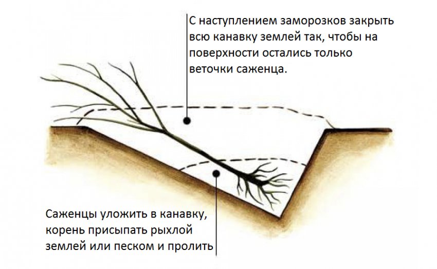 Прикопка саджанця Прикопка саджанця