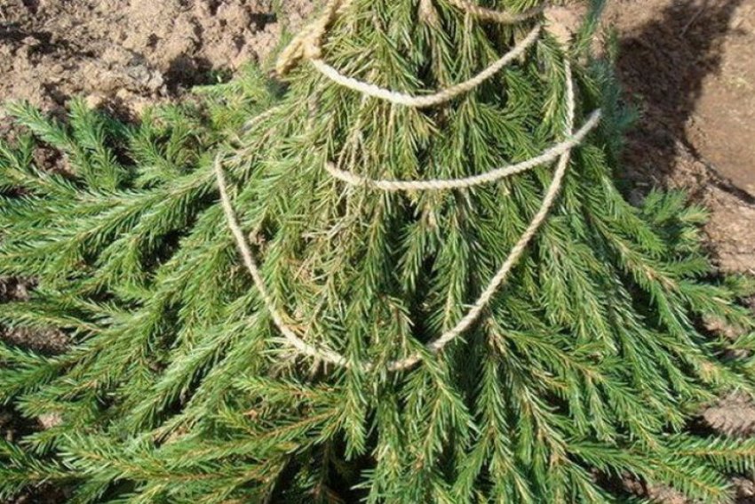 Приховування яблуні ялиновим лапником