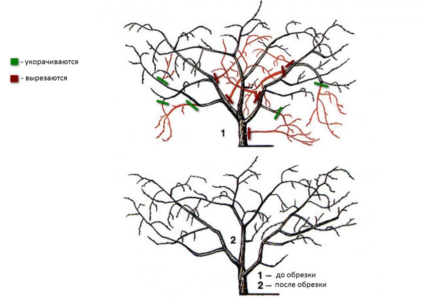 Санітарне і омолоджувальне обрізання Санітарне і омолоджувальне обрізання