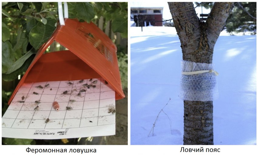 Пастка і ловчий пояс від шкідників Пастка і ловчий пояс від шкідників