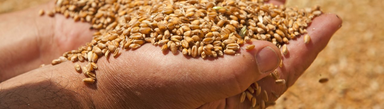 Росія передала «пшеничне допомогу вагітним кореянкам