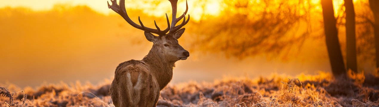 Ямальські фермери «делікатно промовчали» про смерть 22 тисяч оленів