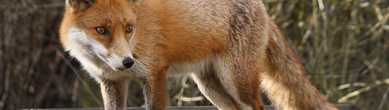 Білгородська і Смоленська області — лідери по поширенню сказу