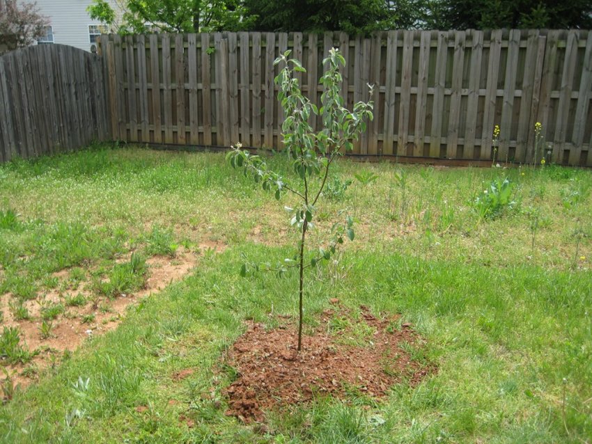 Саджанець яблуні Саджанець яблуні
