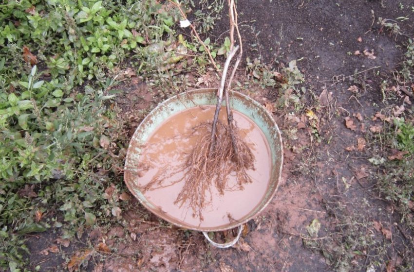 Коріння в глиняного ботушке Коріння в глиняного ботушке