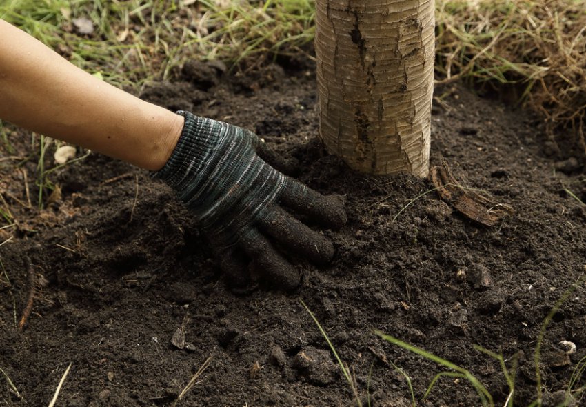 Розпушування ґрунту біля пристовбурового кола Розпушування ґрунту біля пристовбурового кола