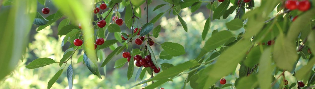 Методи розмноження вишні, посадка і подальший догляд