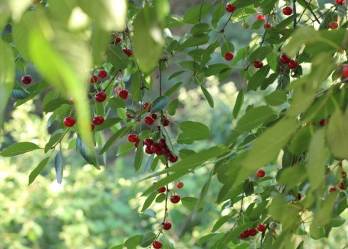 Методи розмноження вишні, посадка і подальший догляд