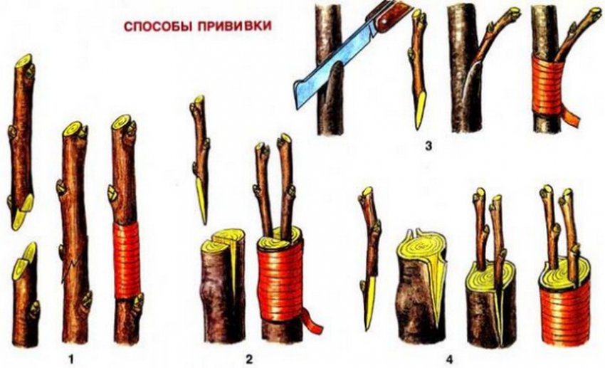 Способи щеплення Способи щеплення