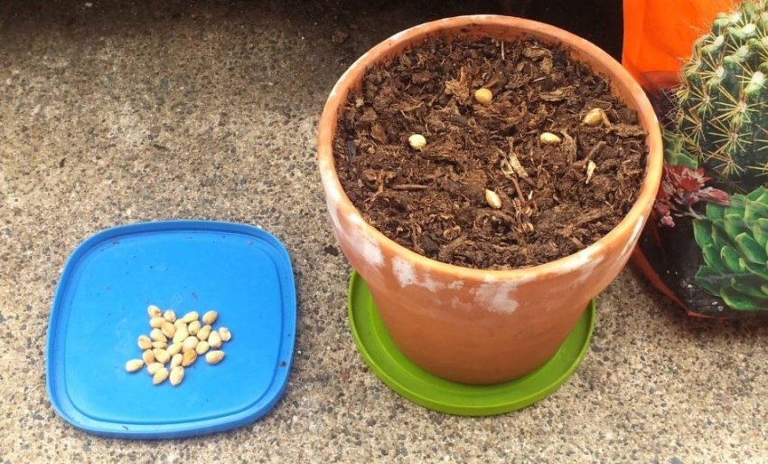 Стратифікація вишневих кісточок Стратифікація вишневих кісточок