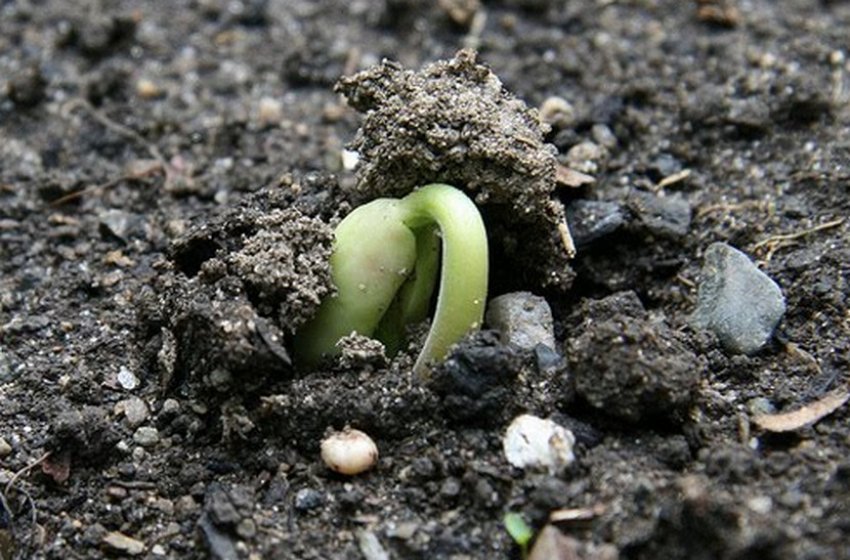 Посадка і паростки вишні Посадка і паростки вишні