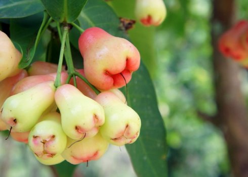 Опис і особливості вирощування яблуні Біла троянда