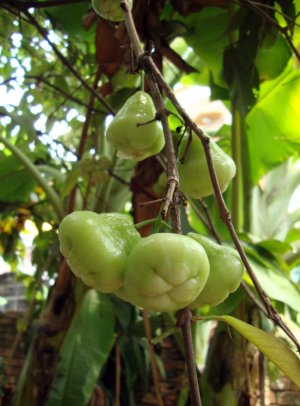 Яванське яблуко Яванське яблуко