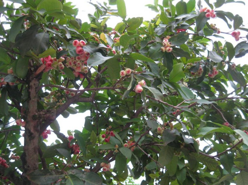 Дерево яванського яблука Дерево яванського яблука