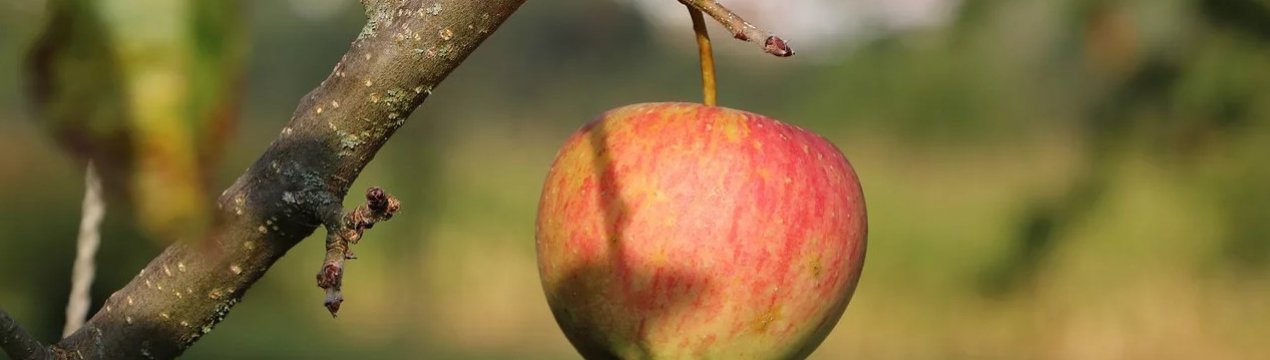 Що таке яблуко і які його особливості?