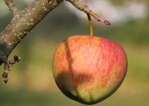Що таке яблуко і які його особливості?